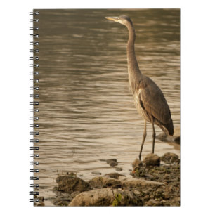 Great Blue Heron Notizblock