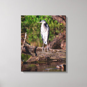 Great Blue Heron on Log Foto Wrapped Canvas 16x20 Leinwanddruck