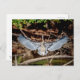 Great Blue Heron on on log Postkarte (Vorne/Hinten)