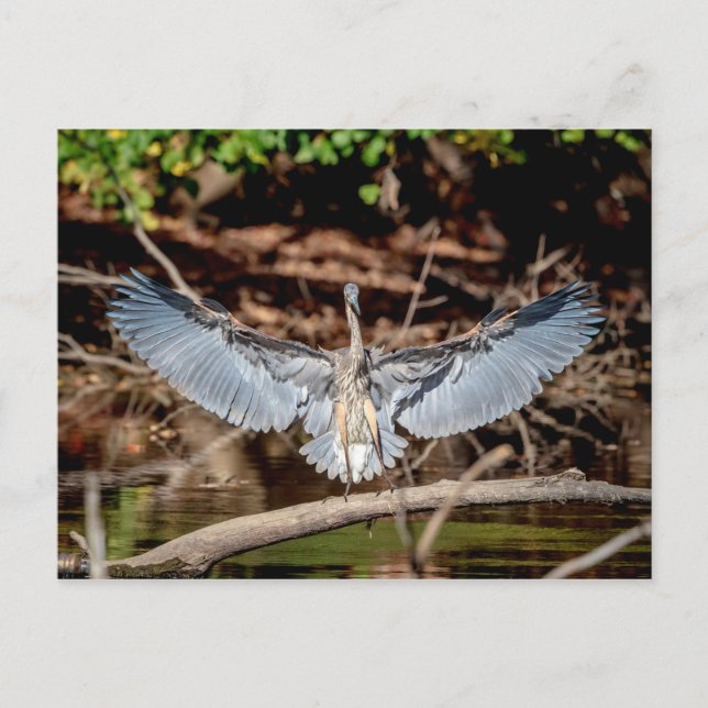 Great Blue Heron on on log Postkarte (Vorderseite)