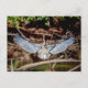 Great Blue Heron on on log Postkarte (Vorderseite)