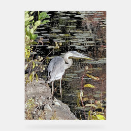 Great Blue Heron on Pond Acrylschild