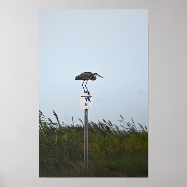 Great Blue Heron on Sign Poster (Vorne)