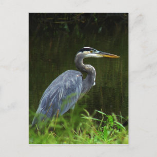 Great Blue Heron Postcard 3 Postkarte