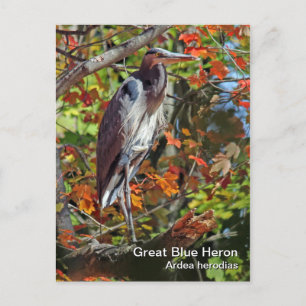Great Blue Heron Postcard Postkarte