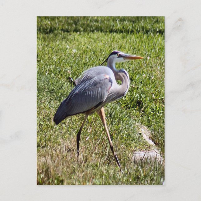 Great Blue Heron Postcard Postkarte (Vorderseite)