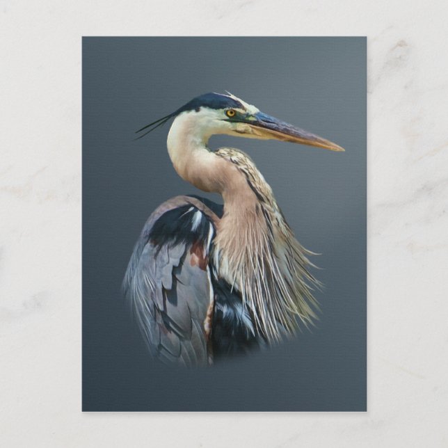 Great Blue Heron Postcard Postkarte (Vorderseite)