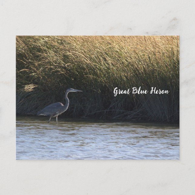 Great Blue Heron Postcard Postkarte (Vorderseite)