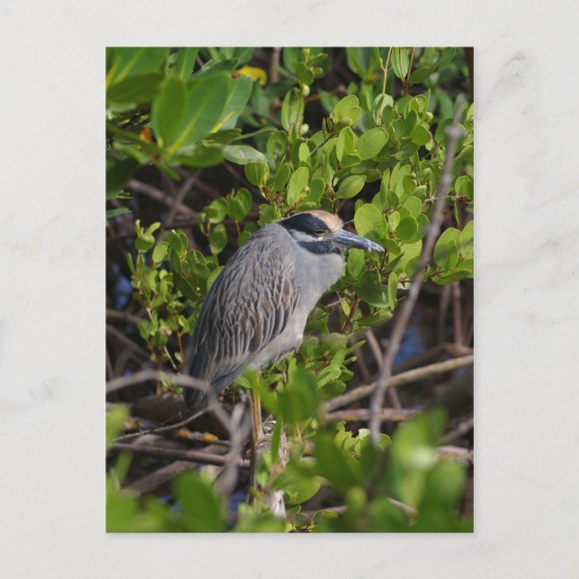 Great Blue Heron Postcard Postkarte (Vorderseite)