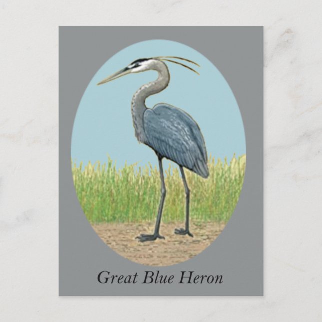 Great Blue Heron Postcard Postkarte (Vorderseite)
