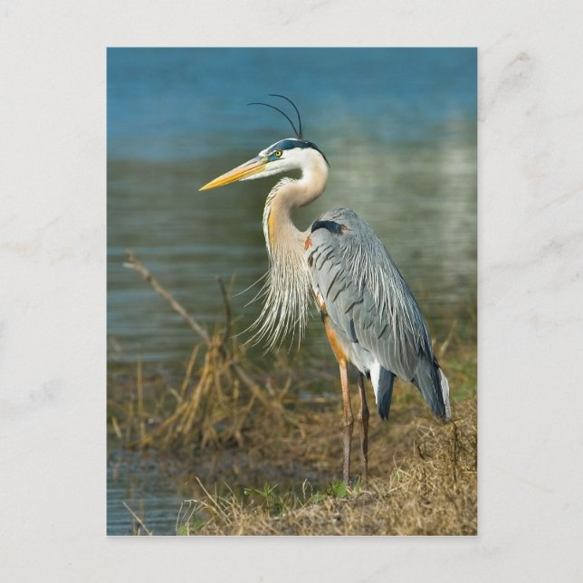Great Blue Heron Postcard Postkarte (Vorderseite)