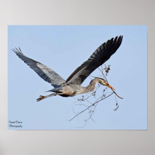 Great Blue Heron Poster (Vorne)