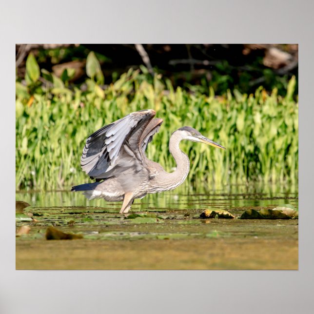 Great Blue Heron Poster (Vorne)