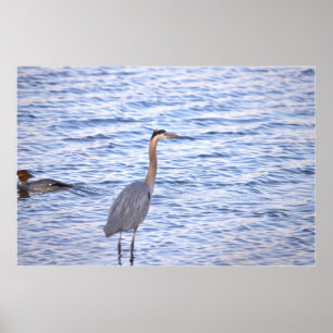 Great Blue Heron Poster