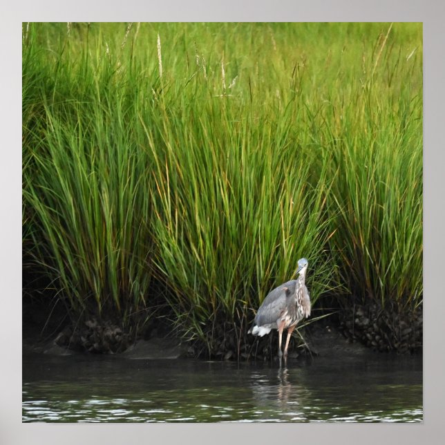 Great Blue Heron Poster (Vorne)