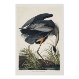 Great Blue Heron Poster