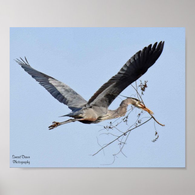 Great Blue Heron Poster (Vorne)