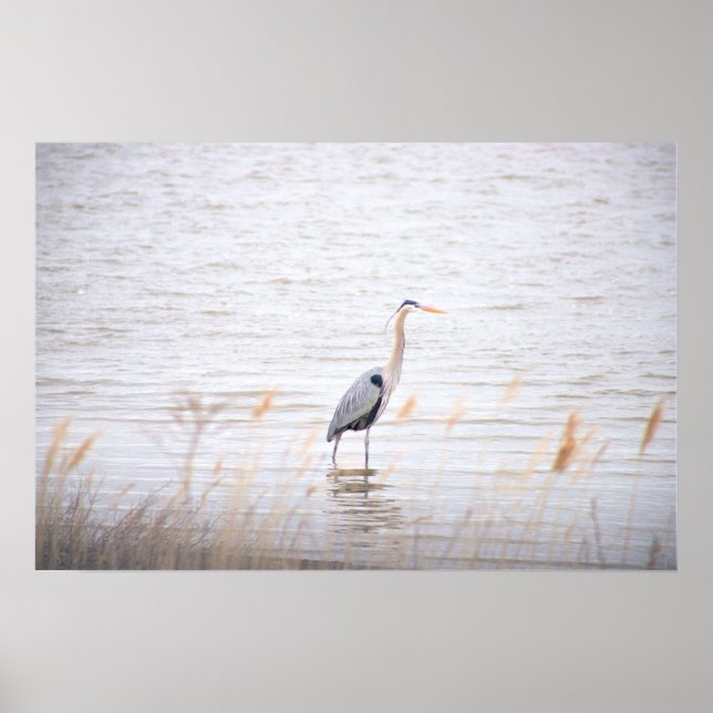 Great Blue Heron Poster (Vorne)