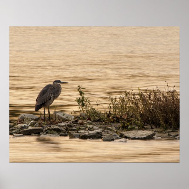 Great Blue Heron Poster (Vorne)