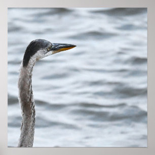 Great Blue Heron Poster