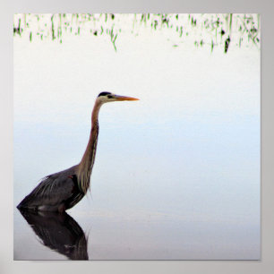 Great Blue Heron Poster