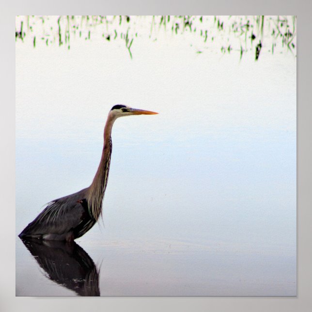 Great Blue Heron Poster (Vorne)