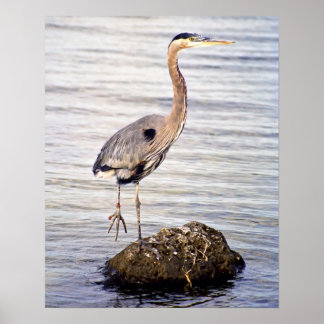 Great Blue Heron Poster