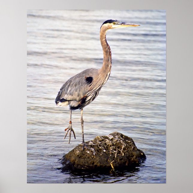 Great Blue Heron Poster (Vorne)