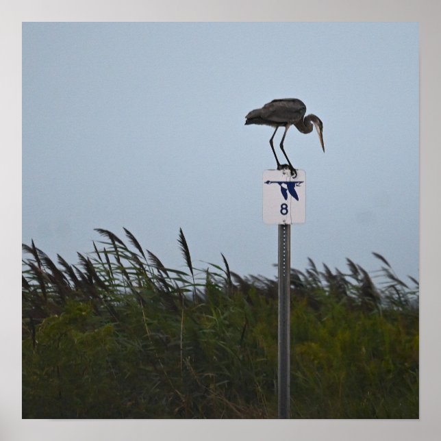 Great Blue Heron Poster (Vorne)