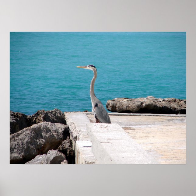 Great Blue Heron Poster (Vorne)