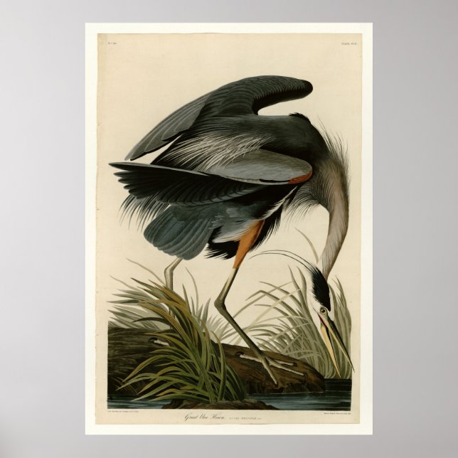 Great Blue Heron Poster (Vorne)