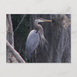 Great Blue Heron Postkarte