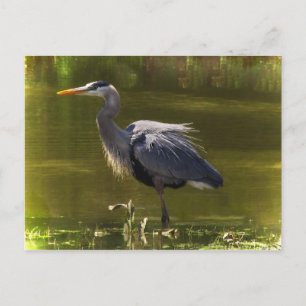 Great Blue Heron Postkarte