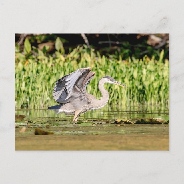 Great Blue Heron Postkarte (Vorderseite)