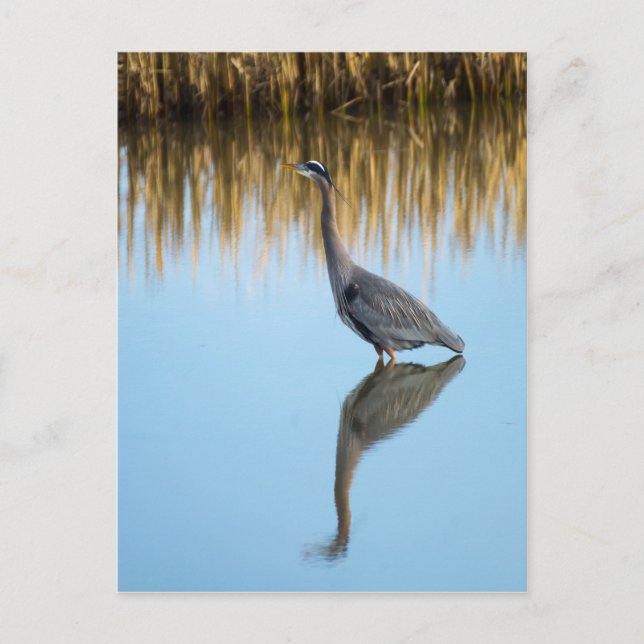 Great Blue Heron Postkarte (Vorderseite)