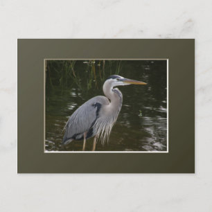 Great Blue Heron Postkarte