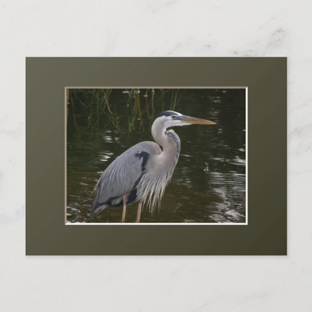Great Blue Heron Postkarte (Vorderseite)