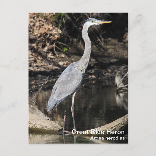Great Blue Heron Postkarte (Vorderseite)