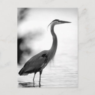Great Blue Heron Postkarte