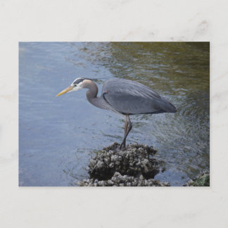Great Blue Heron Postkarte