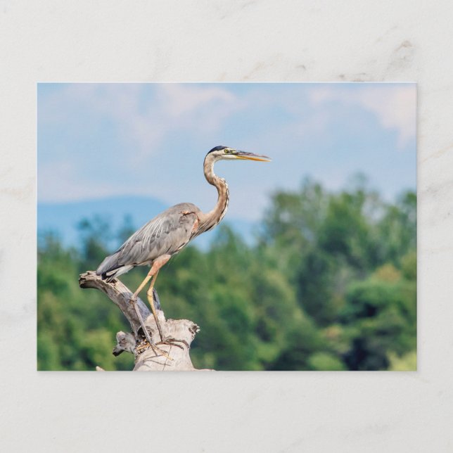 Great Blue Heron Postkarte (Vorderseite)