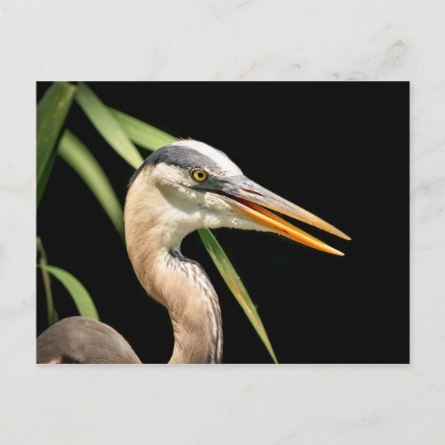 Great Blue Heron Postkarte (Vorderseite)