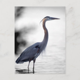 Great Blue Heron Postkarte