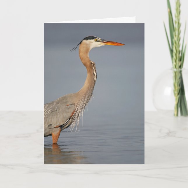 Great Blue Heron Profil Grußkarte Karte (Vorderseite)
