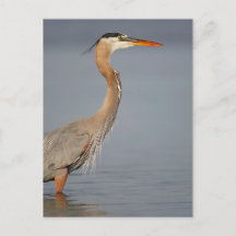 Great Blue Heron Profil Postcard
