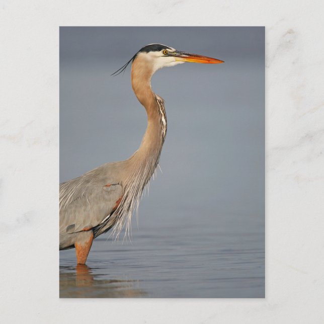 Great Blue Heron Profil Postcard Postkarte (Vorderseite)
