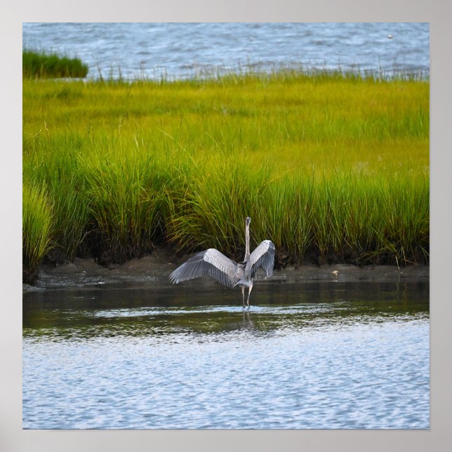Great Blue Heron Spreading Wings Poster (Vorne)
