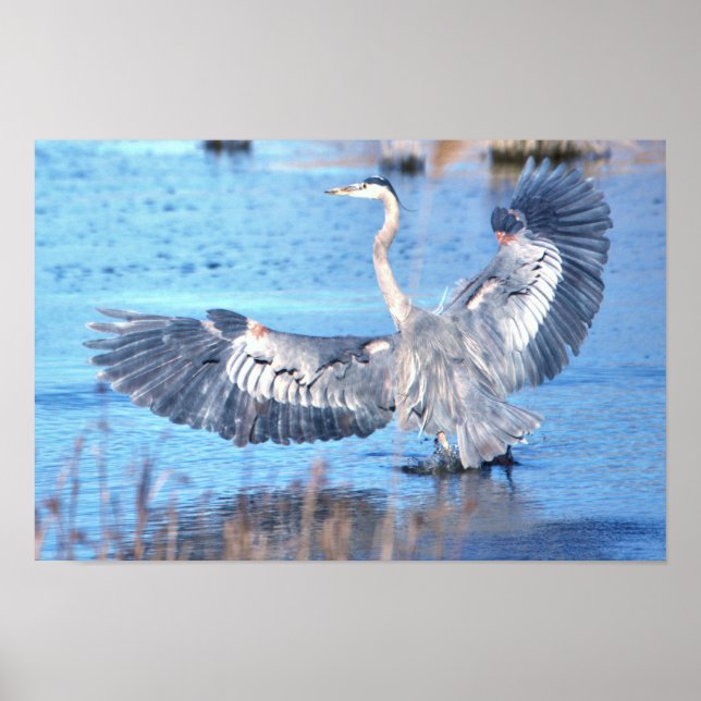 Great Blue Heron Spreading Wings Poster (Vorne)