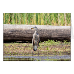 Great Blue Heron stehend in Lake Champlain