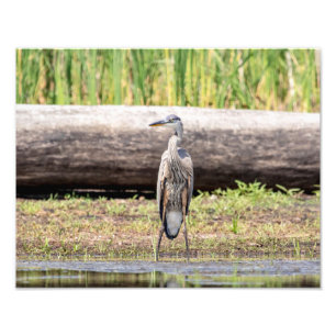 Great Blue Heron stehend in Lake Champlain Fotodruck
